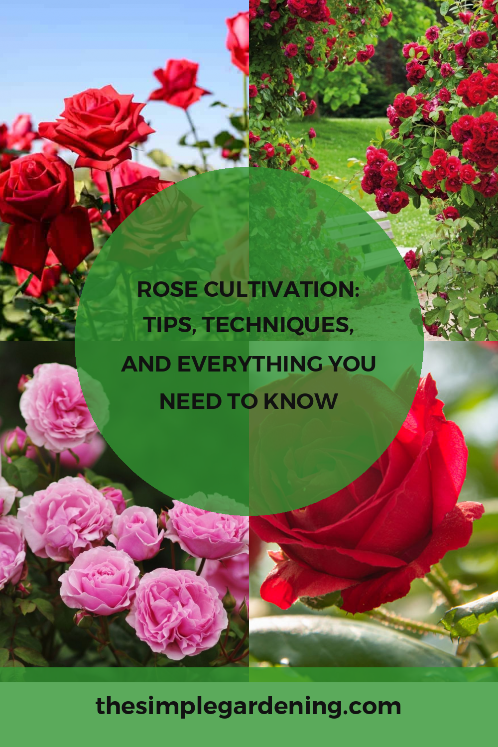 Rose Cultivation: Tips, Techniques, and Everything You Need to Know